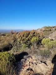 Leucadendron procerum
