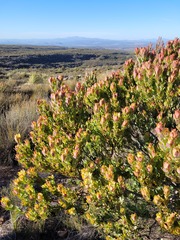 Leucadendron procerum