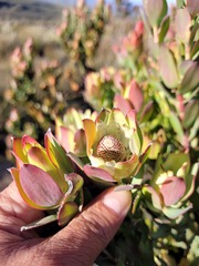 Leucadendron procerum