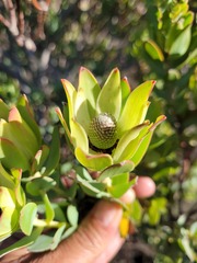 Leucadendron procerum
