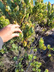 Leucadendron procerum