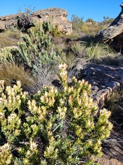 Leucadendron procerum