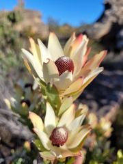 Leucadendron procerum