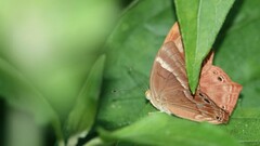 Abisara bifasciata