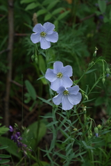 Linum komarovii