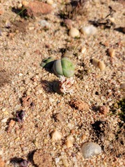Crassula columnaris