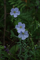 Linum komarovii