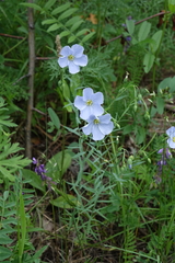 Linum komarovii
