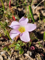 Oxalis amblyosepala