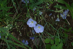 Linum komarovii