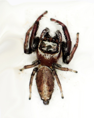 Opisthoncus nigrofemoratus