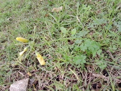 Oxalis pes-caprae