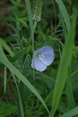 Linum komarovii