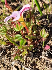 Oxalis amblyosepala