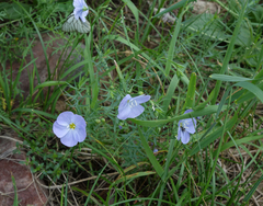 Linum komarovii