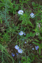 Linum komarovii