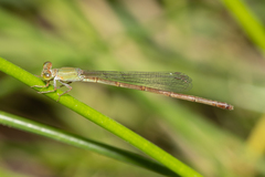 Ceriagrion aeruginosum