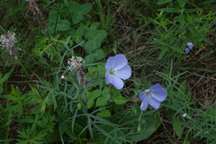Linum komarovii