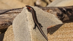 Acritoscincus platynotus