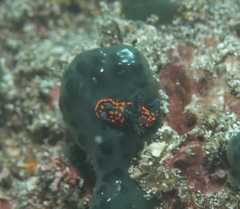 Nembrotha