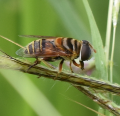 Palpada vinetorum