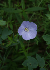 Linum komarovii