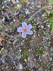 Oxalis amblyosepala