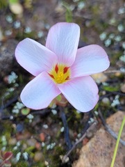 Oxalis amblyosepala