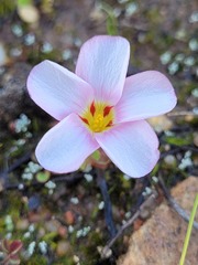 Oxalis amblyosepala