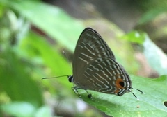 Jamides alecto ageladas