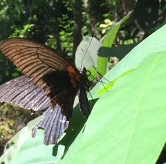 Papilio memnon agenor