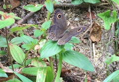 Ypthima baldus newboldi