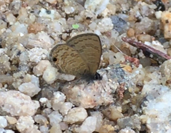 Prosotas nora superdates