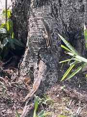 Funambulus pennantii