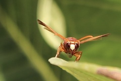 Rhynchium oculatum
