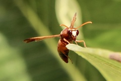 Rhynchium oculatum