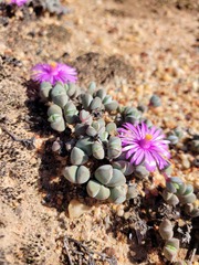 Braunsia maximilianii