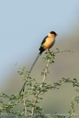 Vidua regia