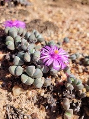 Braunsia maximilianii