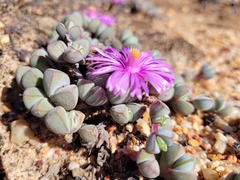Braunsia maximilianii