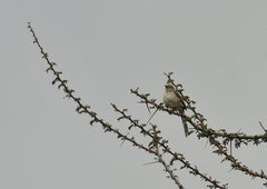 Prinia gracilis