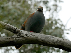 Phaps elegans
