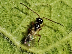 Spilomicrini