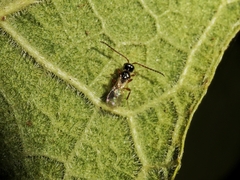 Spilomicrini