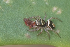 Heliophanus