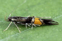 Cosmopterix orichalcea