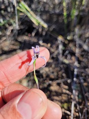 Disa biflora