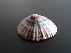 Siphonaria funiculata