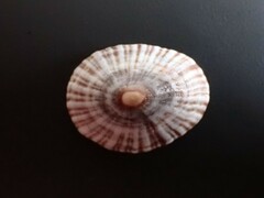 Siphonaria funiculata