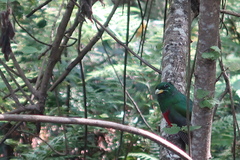 Apaloderma narina
